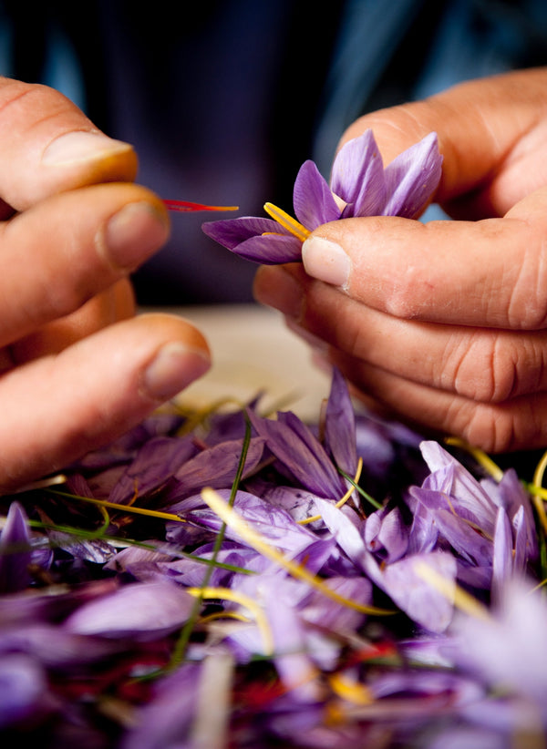 An Intimate Look at Italy's Saffron Harvest - NY Times