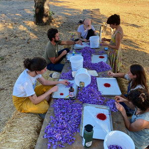 Sorting saffron at Peace & Plenty Farm