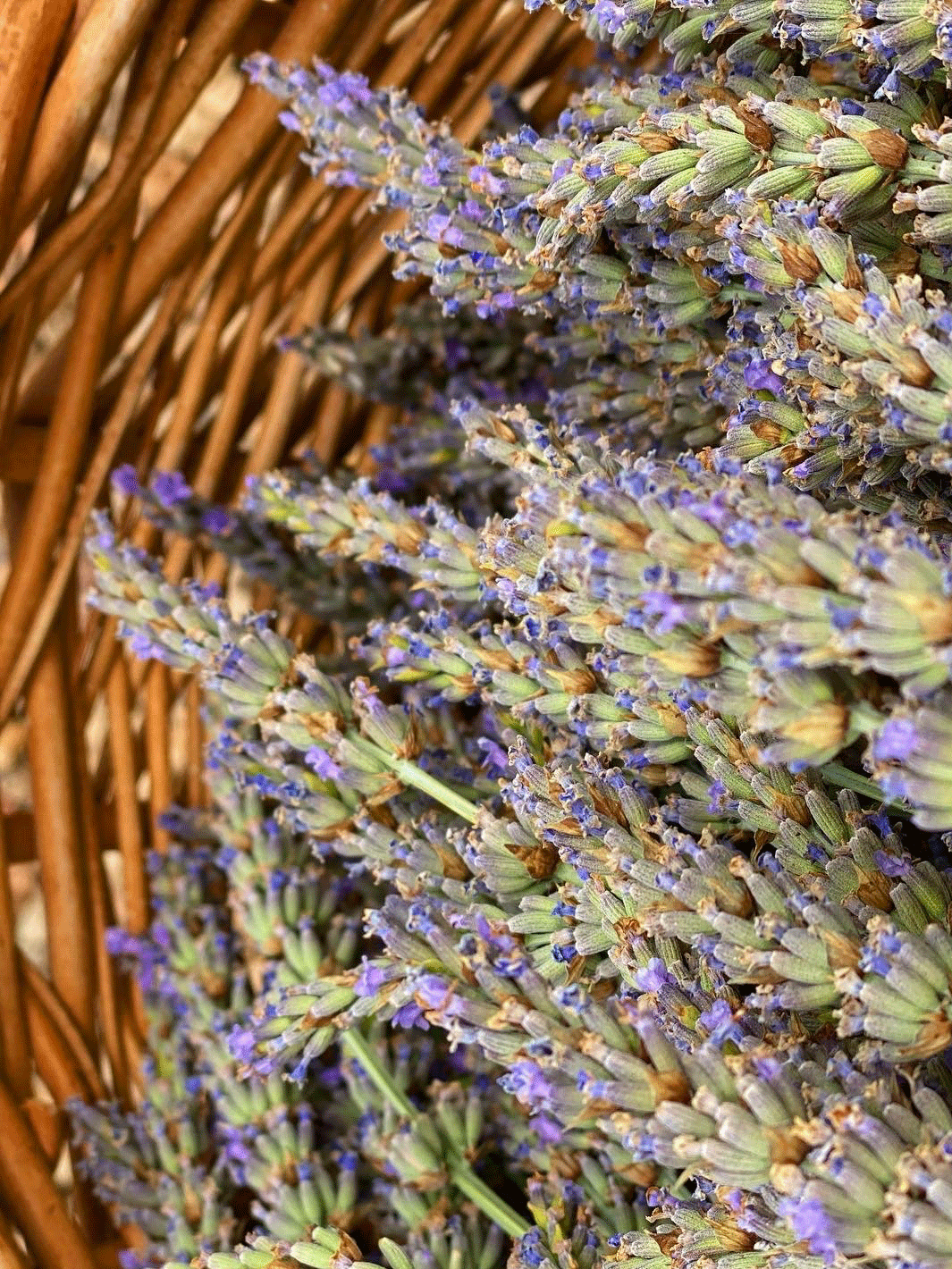 French Lavender - Buchanan's Native Plants