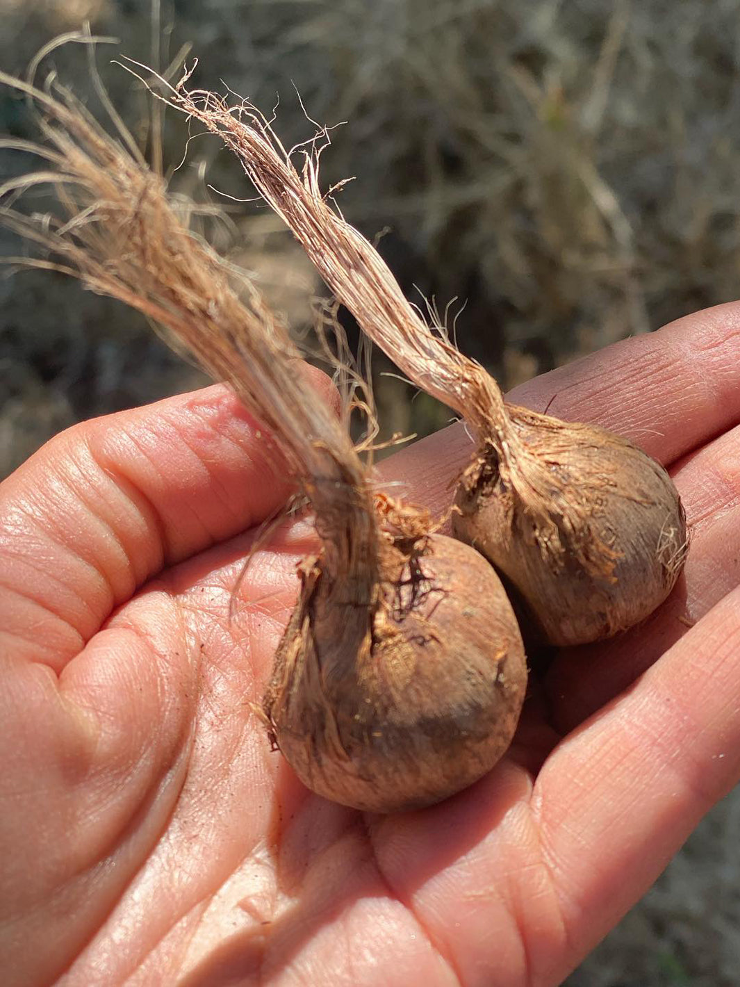 Saffron Corms for 2024 Peace and Plenty Farm