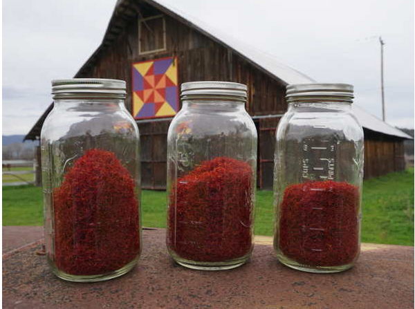 Peace and Plenty Farm brings saffron growing to Lake County