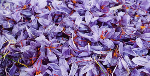Video: Why Saffron is So Expensive – Business Insider