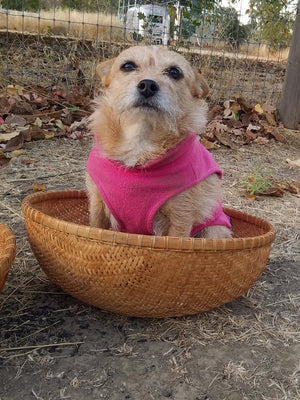 Ruby the dog sitting inside a basket 