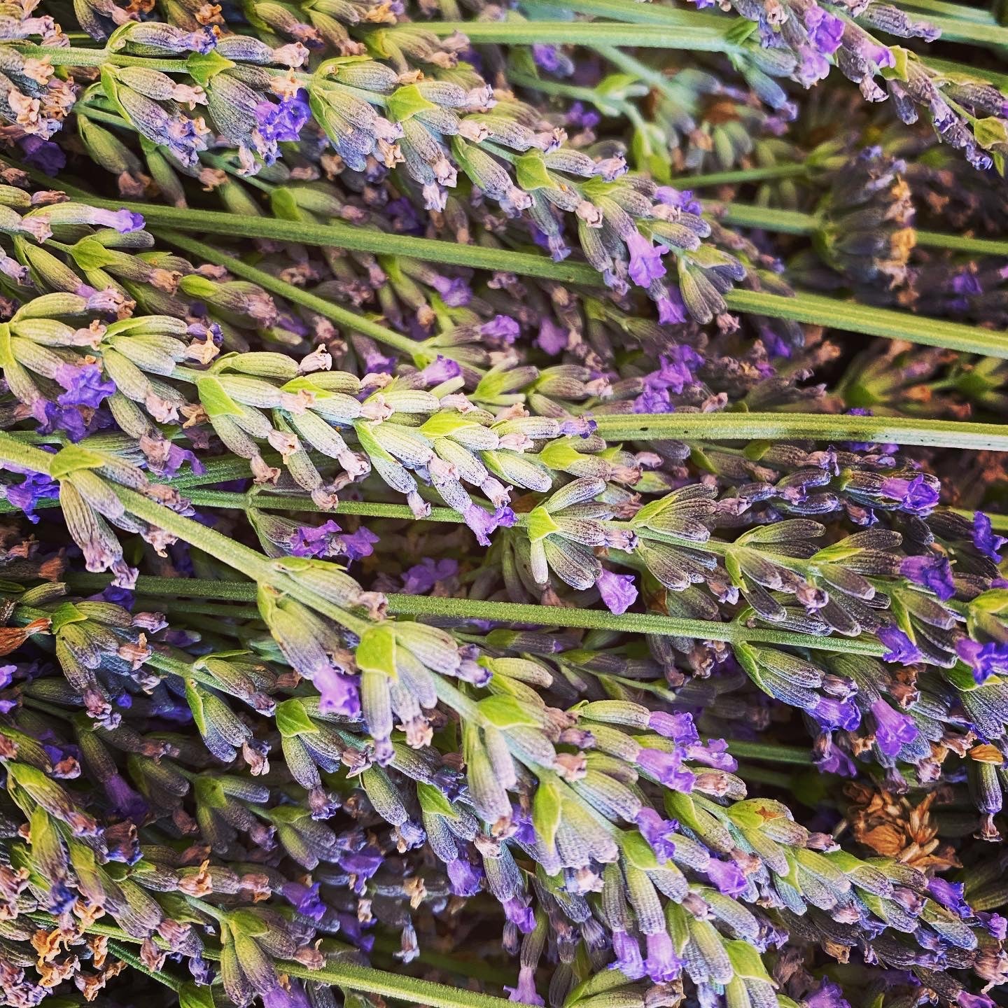 No-Spray French Lavender – Peace and Plenty Farm